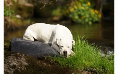 Hundedecken Hundeschlafplätze Katzendecken