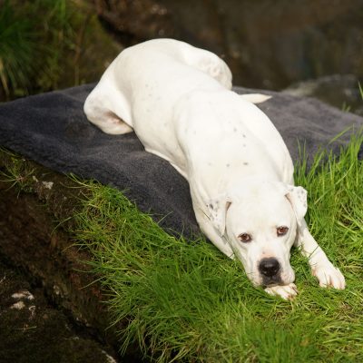 Hundedecken, Hundebett, Hundepflege