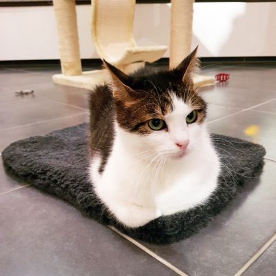 Katzendecken, Katzenbett