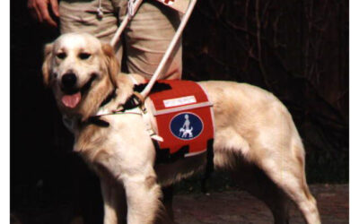 Blindenführhund Geschirr Kenndecke mit Taschen